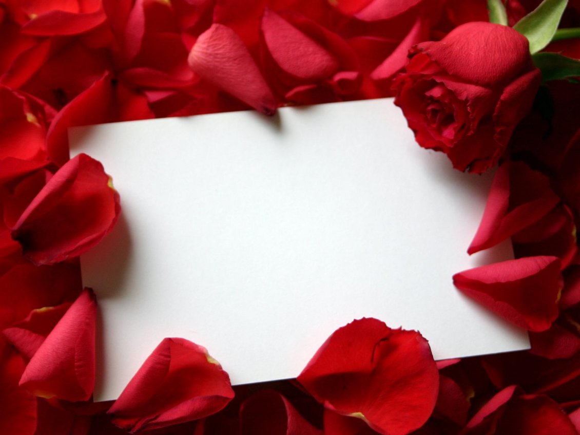 Download Wallpaper Red roses with love letter