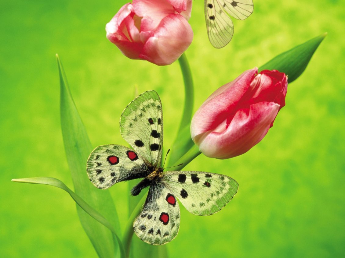 Download Wallpaper Butterflies with red and black points on a tulips