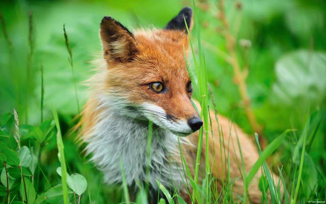 Download Wallpaper Perfidious fox prey lurking from grass