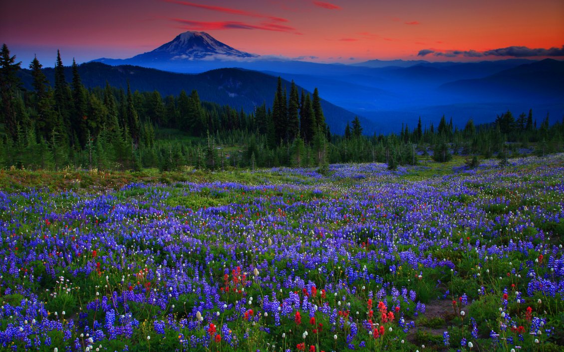 Download Wallpaper The field with beautiful colorful flowers