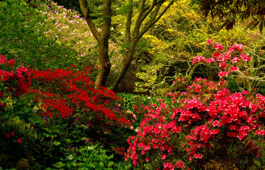 Download Wallpaper Red flowers in the forest, impressive nature