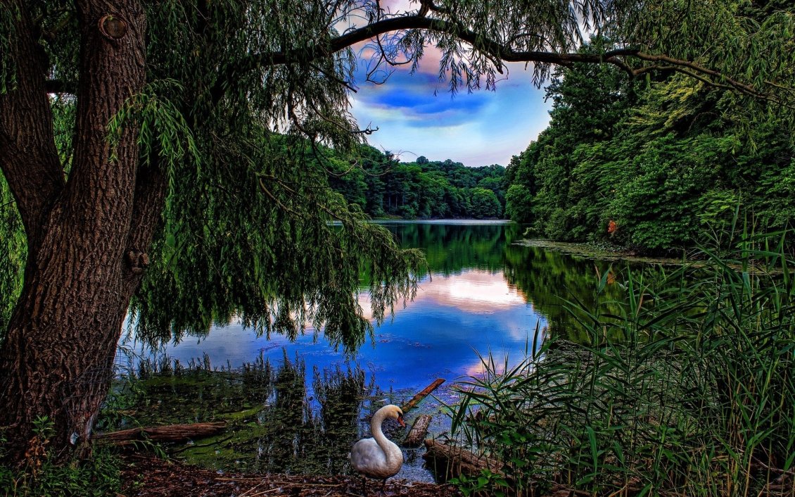 Download Wallpaper Goose between green trees on the lake