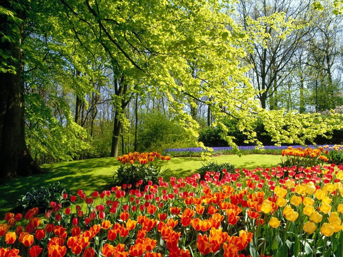 Download Wallpaper Field with tulips in different colors