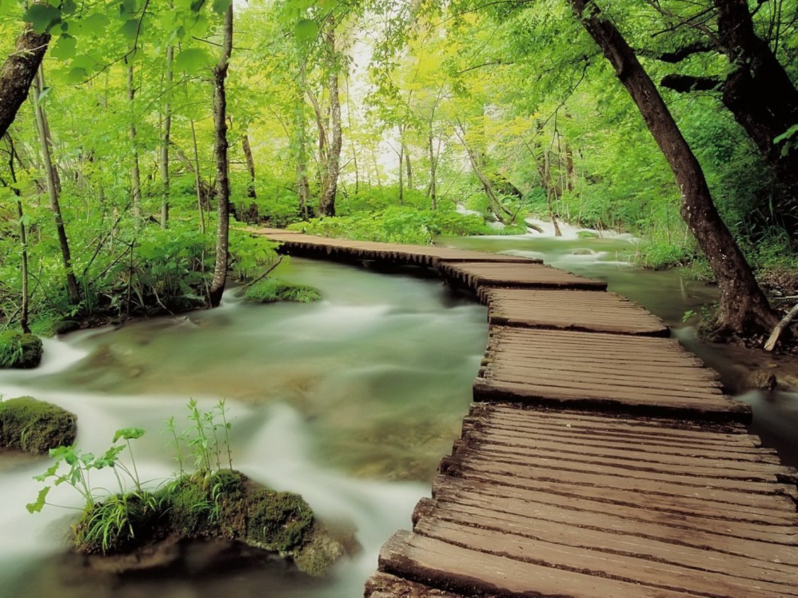 Download Wallpaper Bridge over the river in the forest