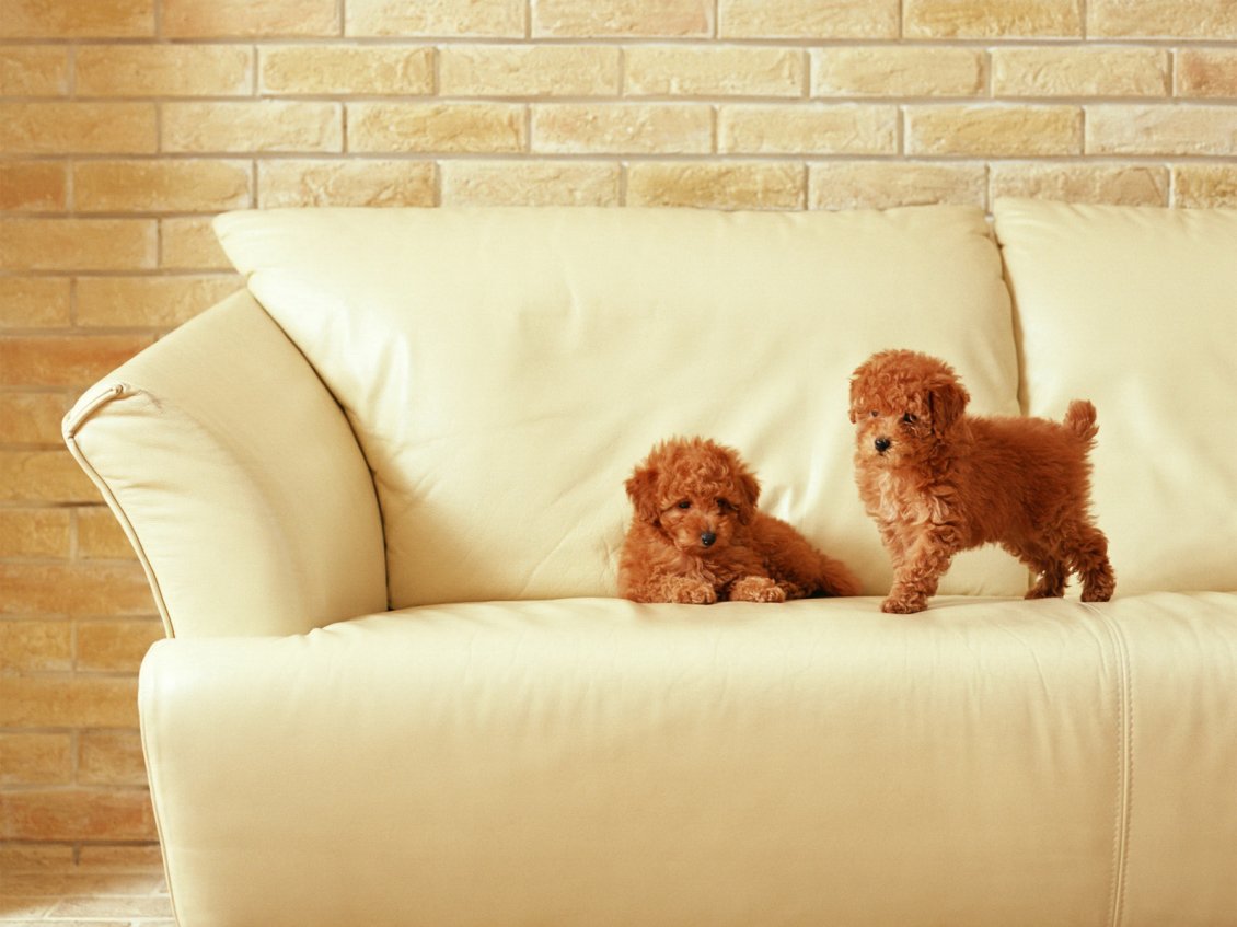 Download Wallpaper Two cute brown puppies on a sofa