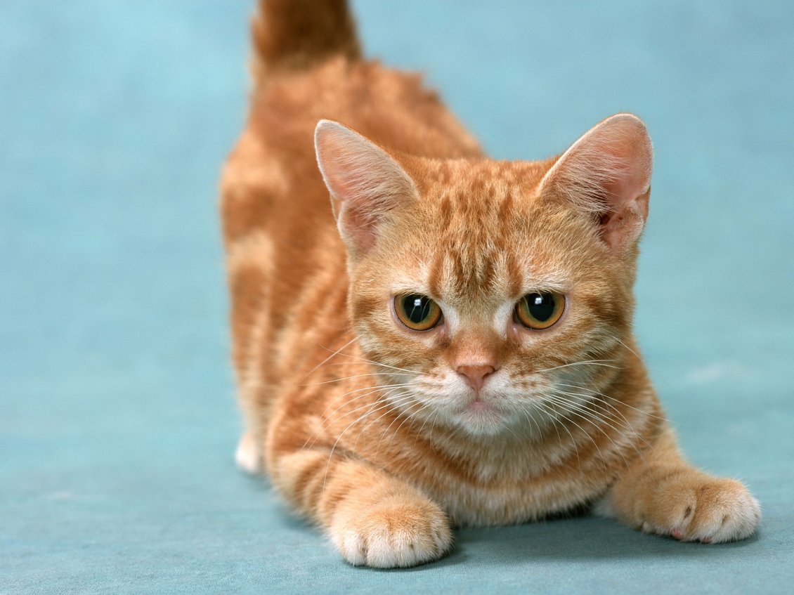 Download Wallpaper Orange cat ready for attack
