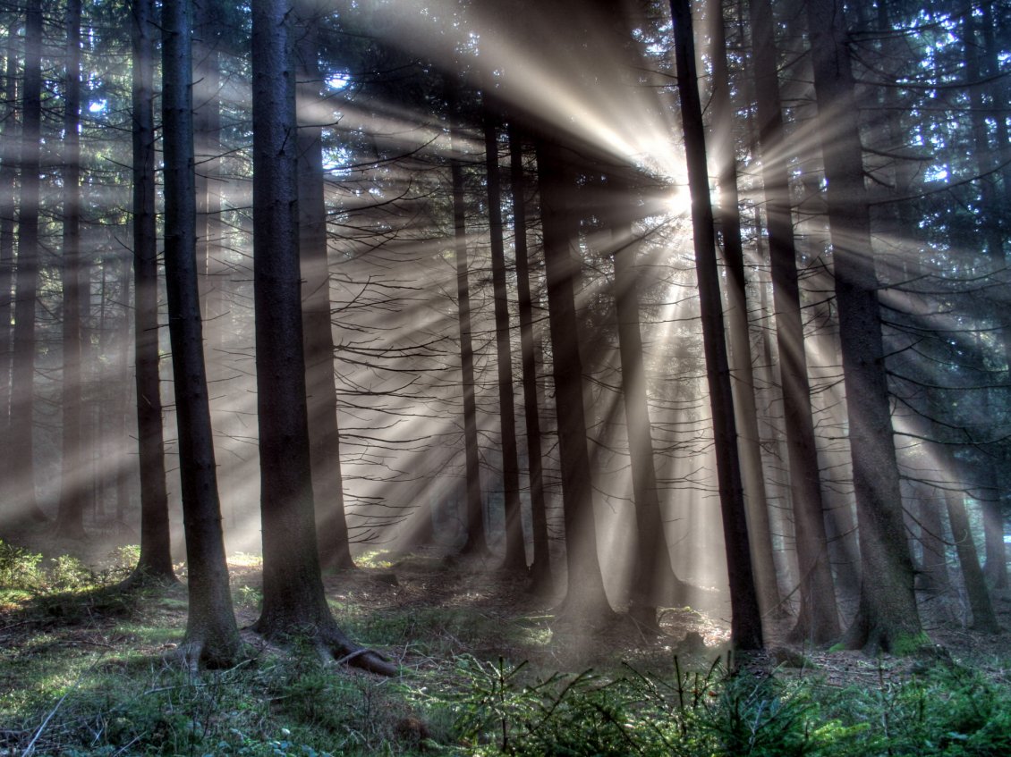 Download Wallpaper Sun rays panatrate through the trees branches in the forest