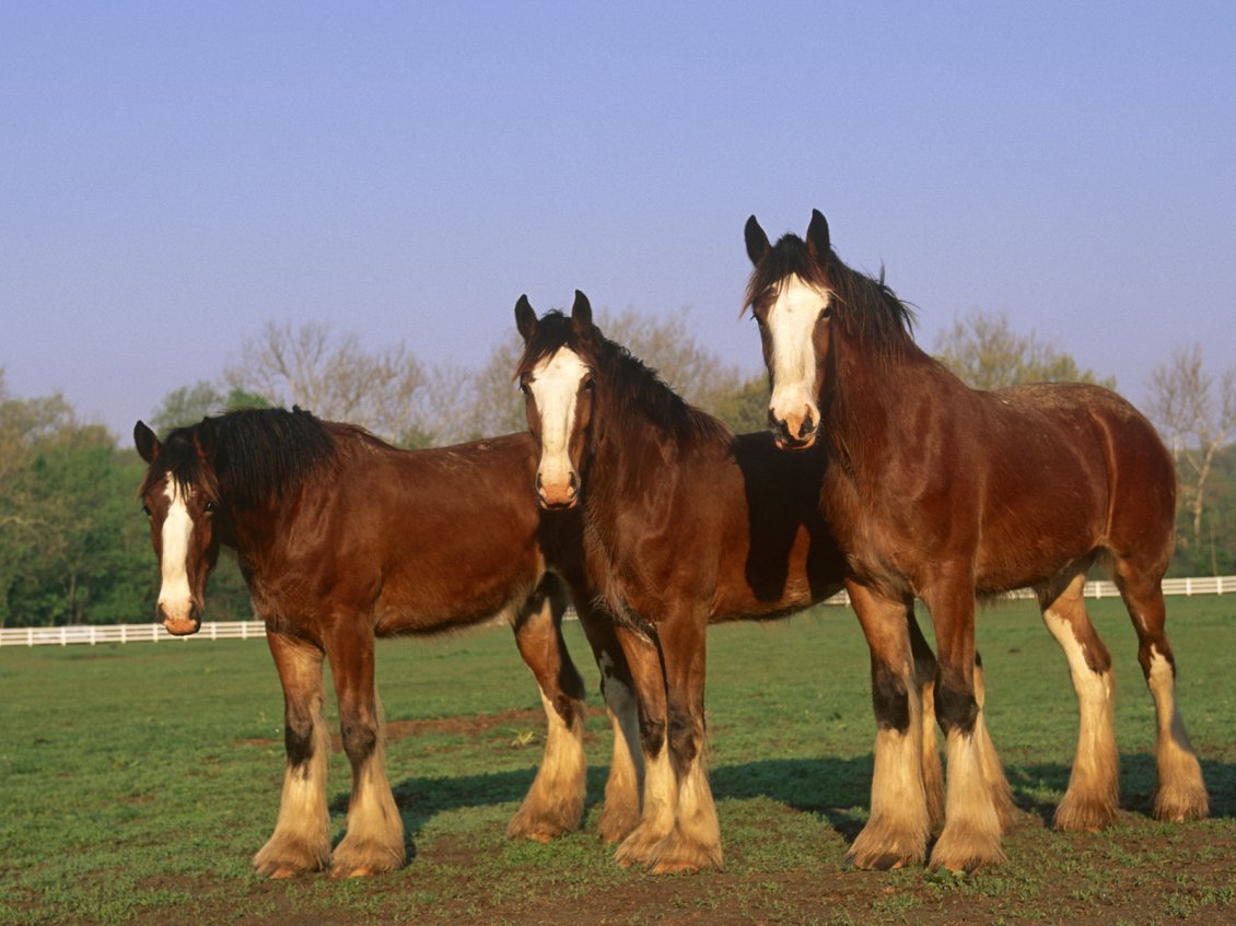Download Wallpaper Three brown beautiful horses on the field