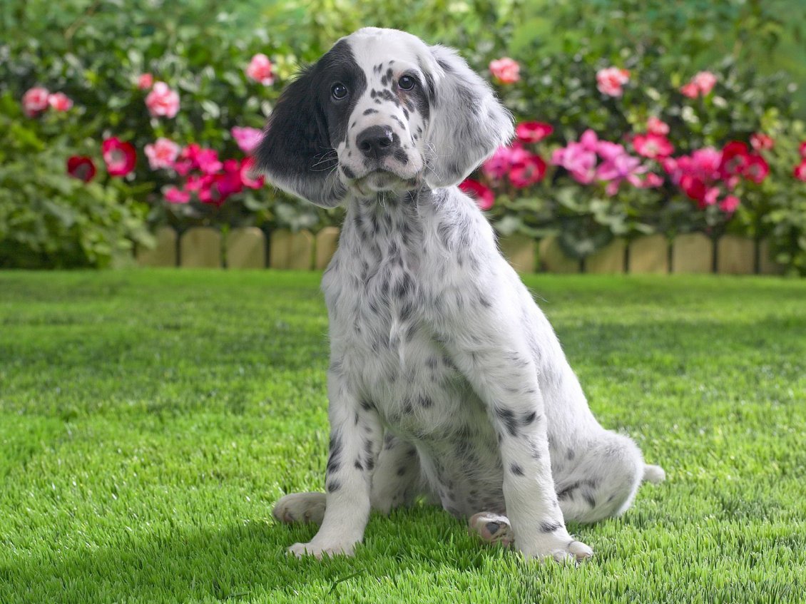 Download Wallpaper White English Setter in the yard