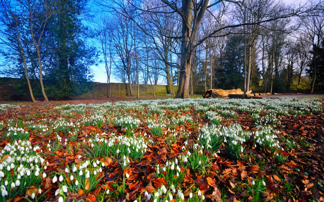 Download Wallpaper A field with thousands of snowdrops - Spring Day
