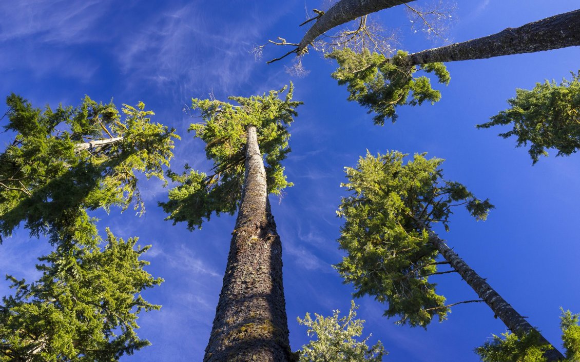 Download Wallpaper Tall trees with small branches and blue sky