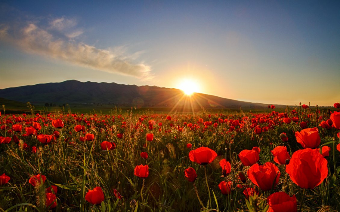 Download Wallpaper Nature wallpaper - Sunset, field with poppies and hills