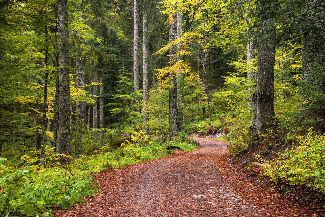 Download Wallpaper Walking on a forest road HD