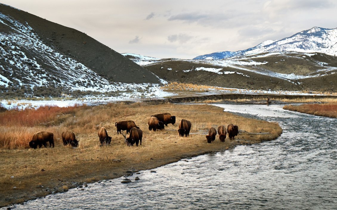 Download Wallpaper Wild herd of bison HD