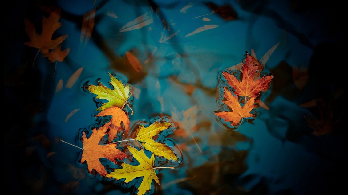 Download Wallpaper Fallen Autumn Leaves HD
