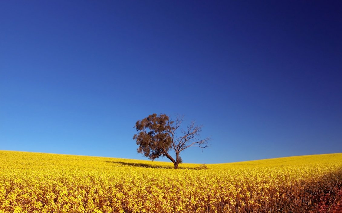 Download Wallpaper Lonely tree in the middle of the golden wheat field