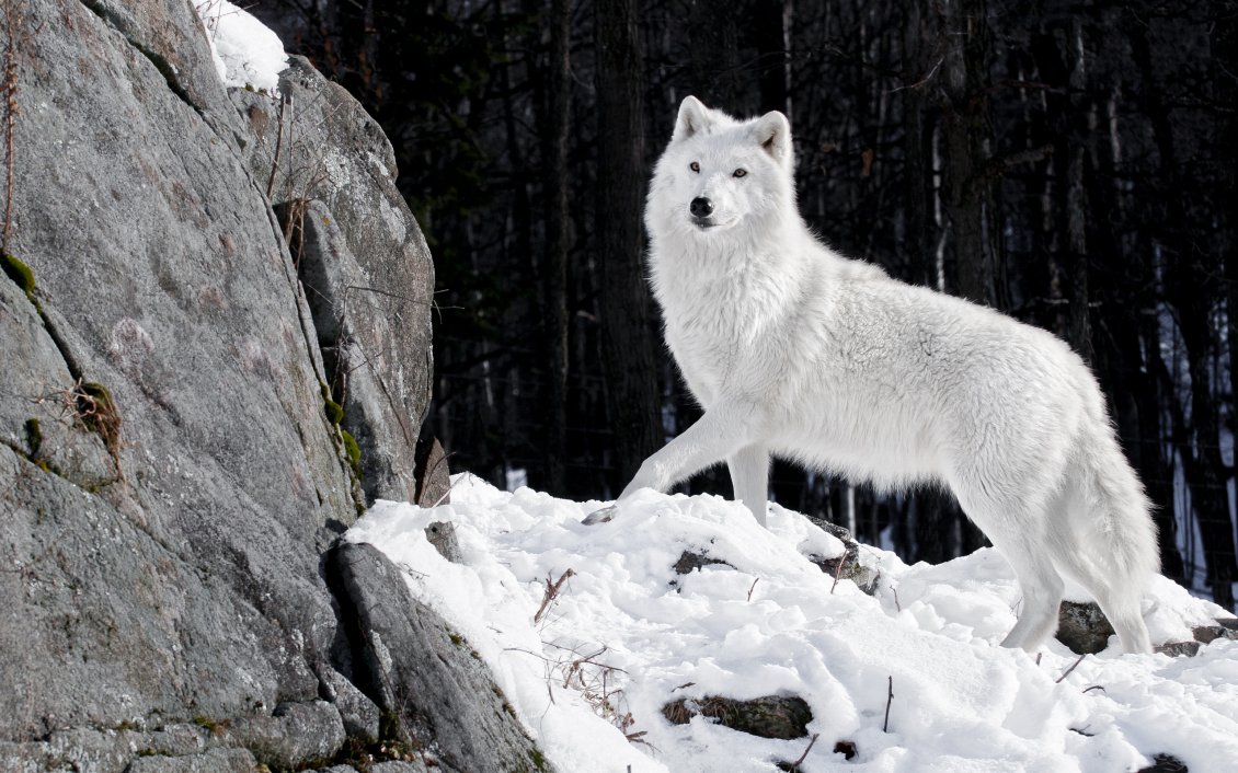 Download Wallpaper Wild white wolf in the forest HD