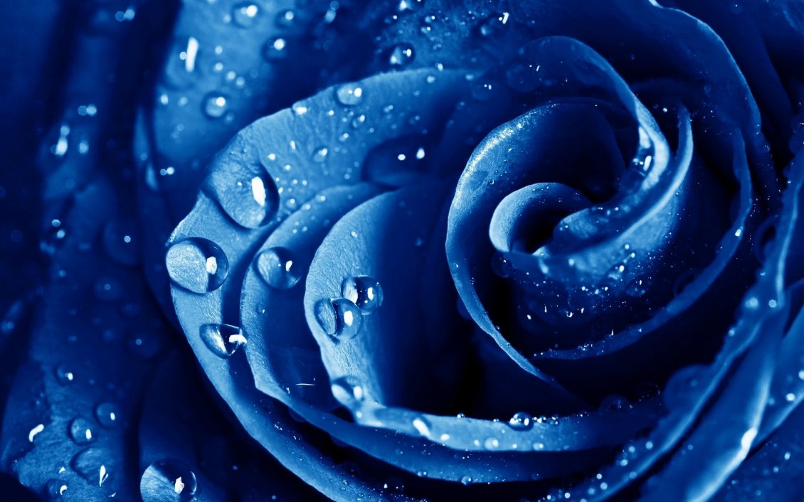 Download Wallpaper Fresh blue rose with rain drops