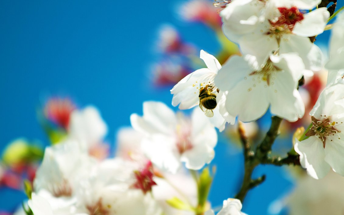 Download Wallpaper Bee on white flowers trees - Spring flower