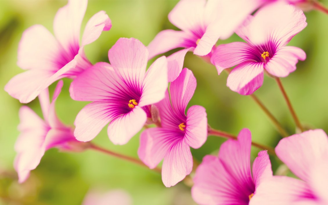 Download Wallpaper Pink Verbena Flowers