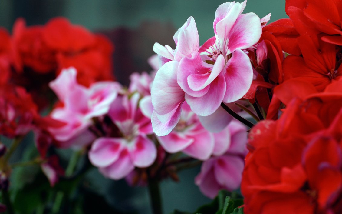 Download Wallpaper Beautiful pink and red geraniums