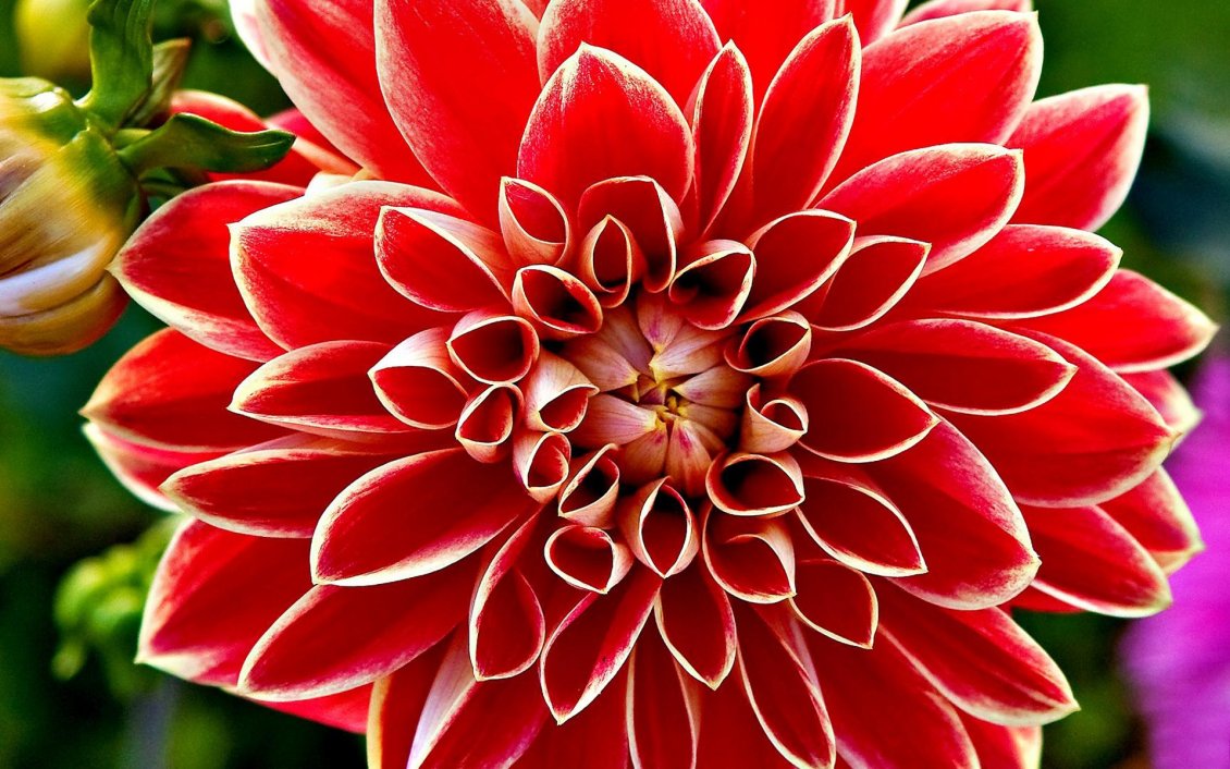 Download Wallpaper Red and white dahlia flower