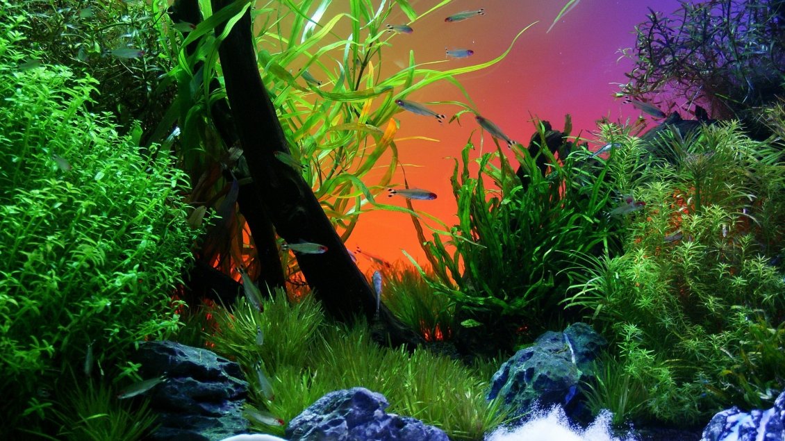 Download Wallpaper Underwater world with colorful fish species
