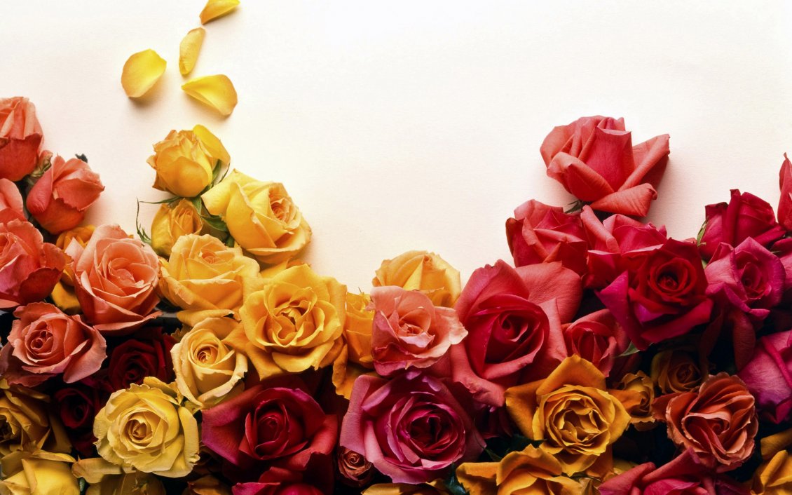 Download Wallpaper Beautiful colorful roses flowers