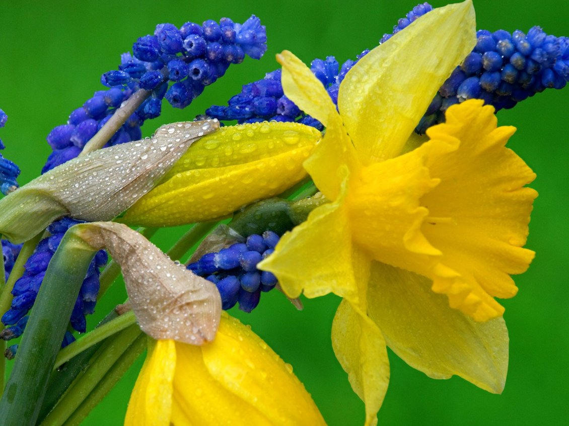 Download Wallpaper Daffodils and Hyacinth - Yellow and blue flowers