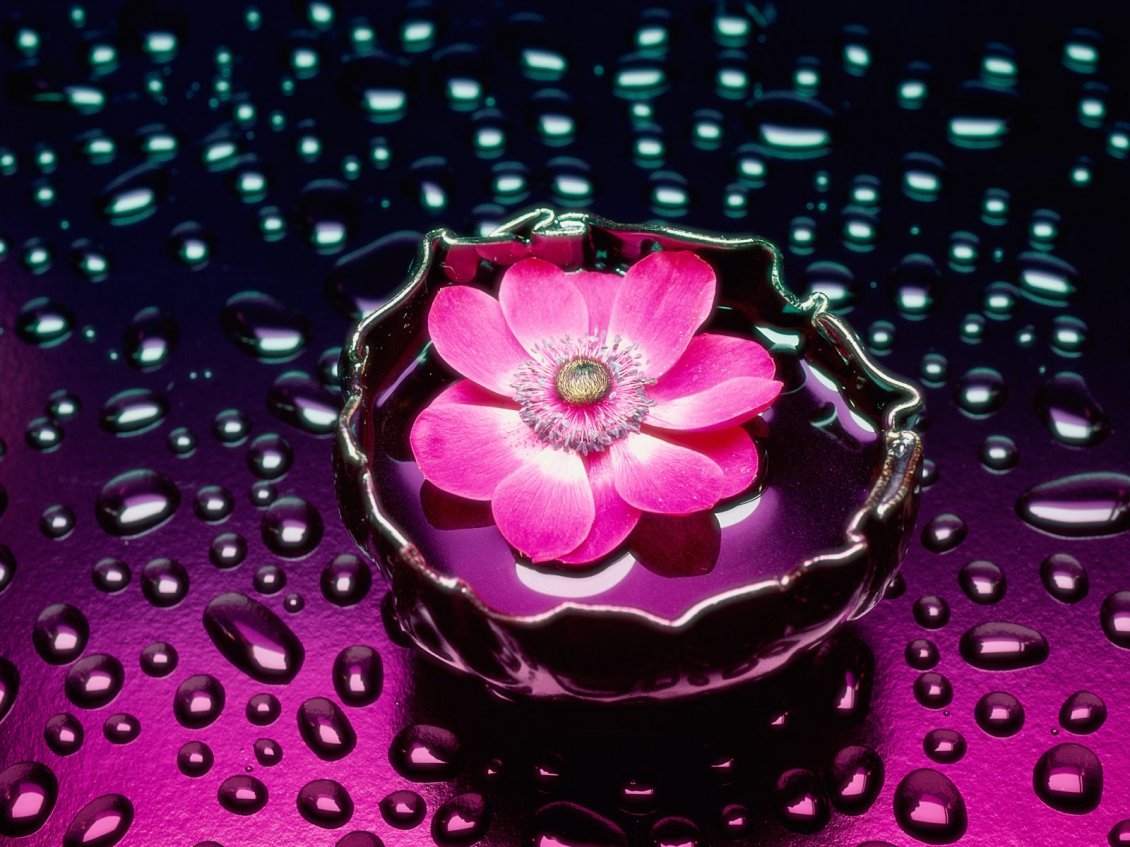 Download Wallpaper Pink flower in water and raindrops