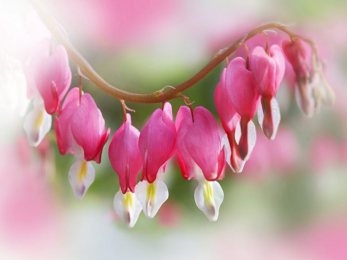 Download Wallpaper Branch with pink heart flowers