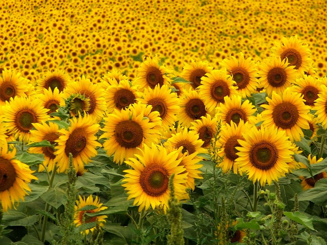 Download Wallpaper Field stretched with sunflower