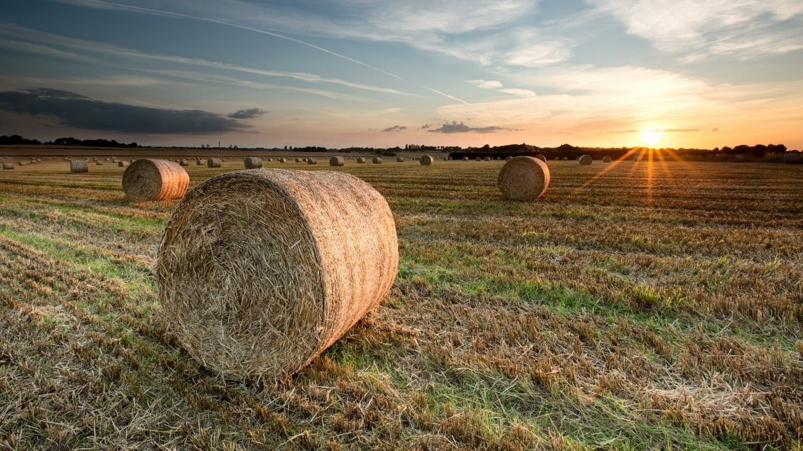 Download Wallpaper Field filled with bales of hay