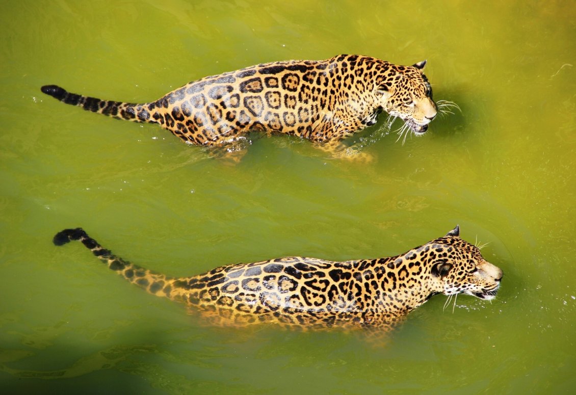 Download Wallpaper Two jaguar swimming side by side in water