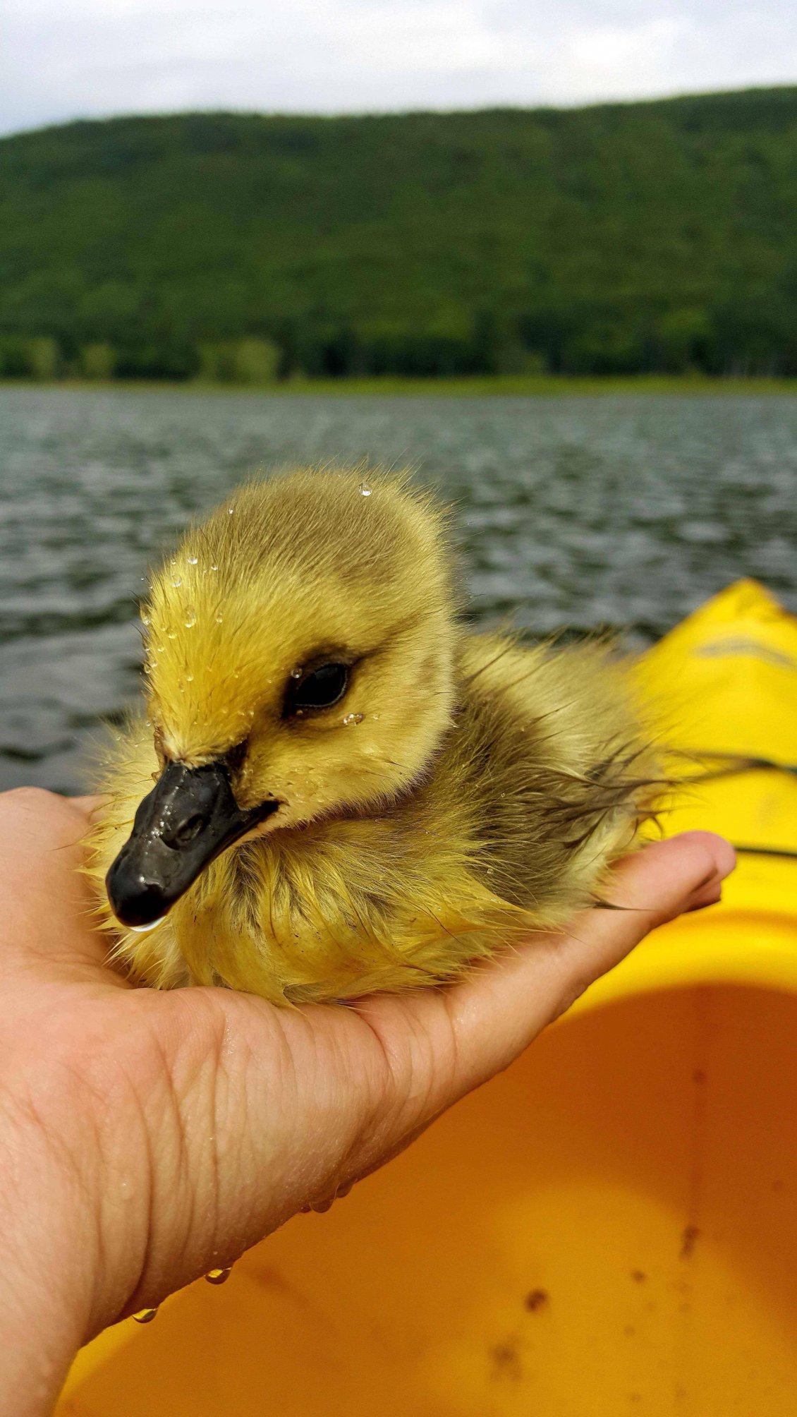 Download Wallpaper One little wet gosling on the hand