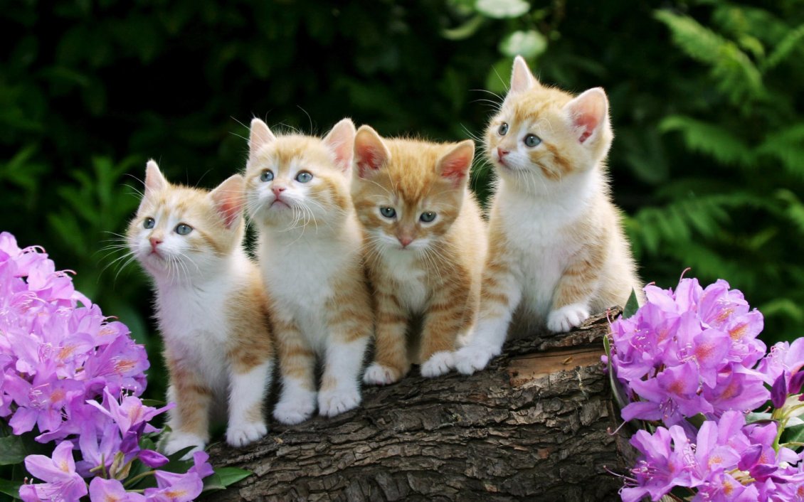 Download Wallpaper Four cats lined up on a log between flowers