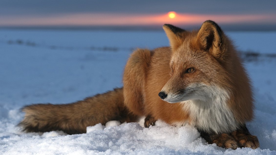 Download Wallpaper The fox lays in wait in the snow
