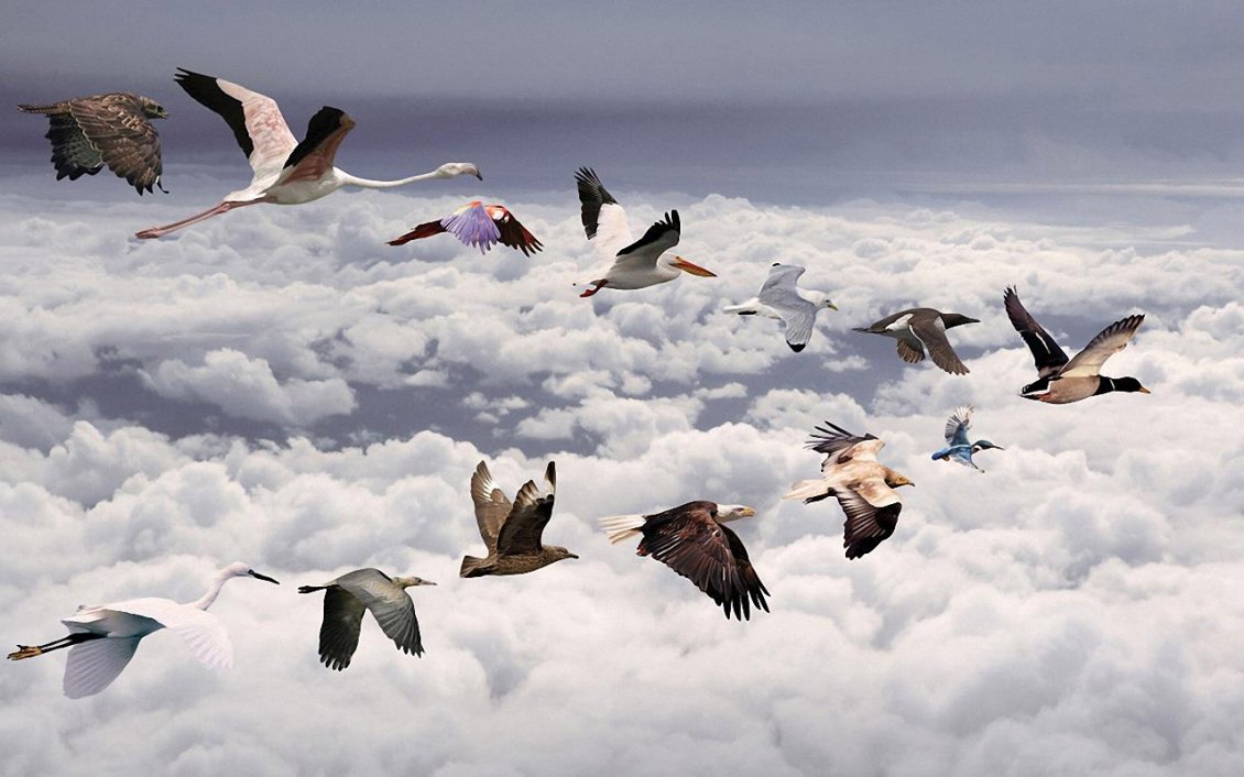 Download Wallpaper All birds flying over the clouds