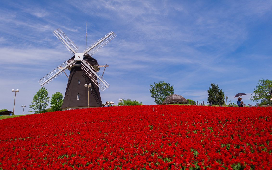 Download Wallpaper Field full of flowers and Windmill