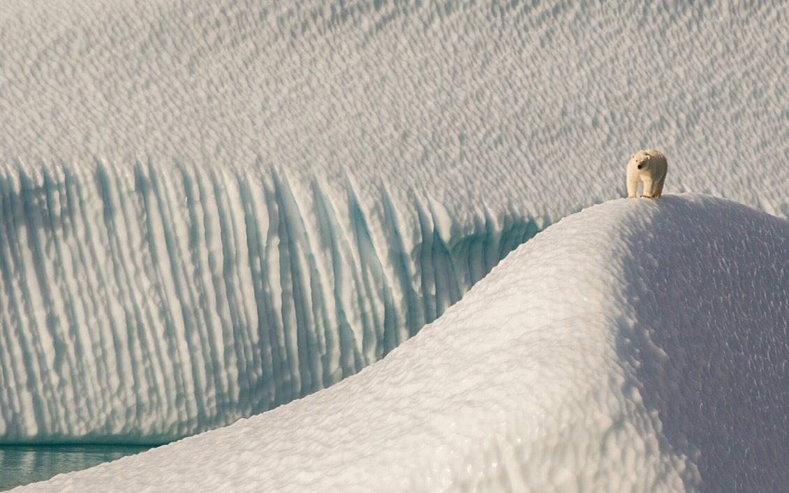 Download Wallpaper Polar bear on iceberg