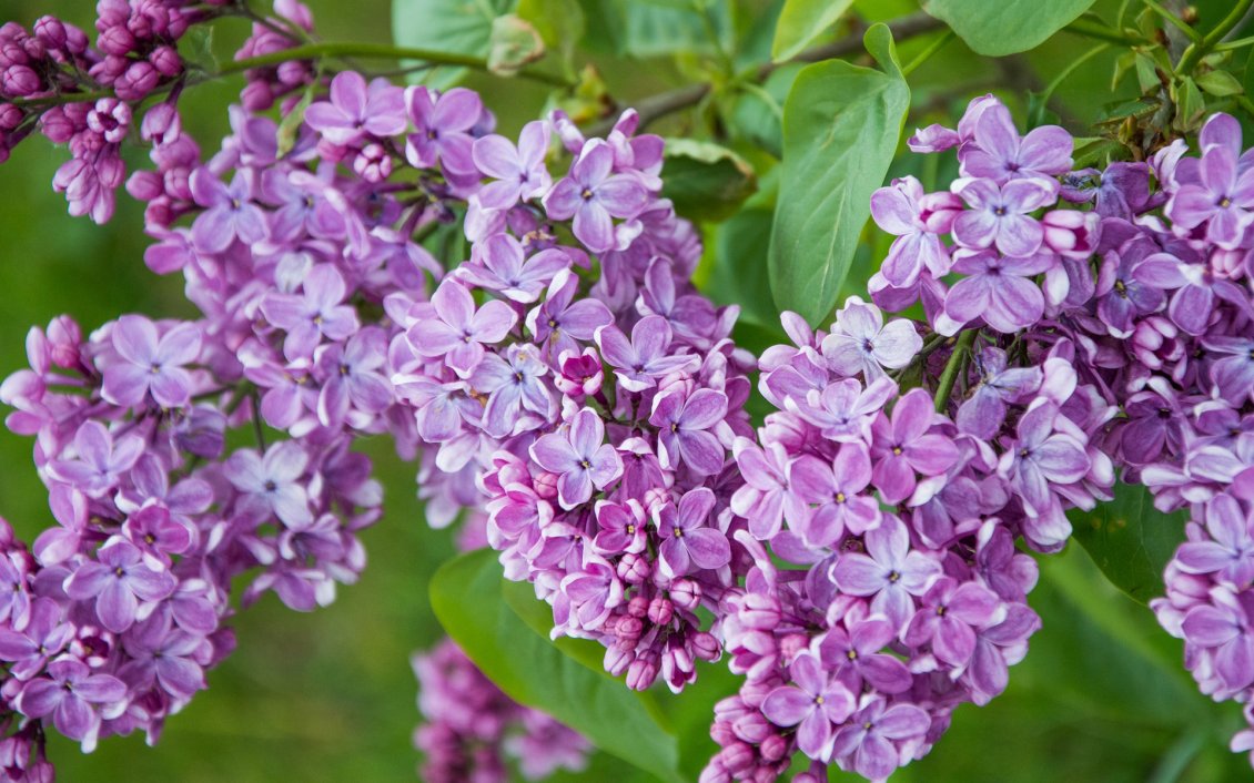 Download Wallpaper Branch with purple lilac flowers wallpaper