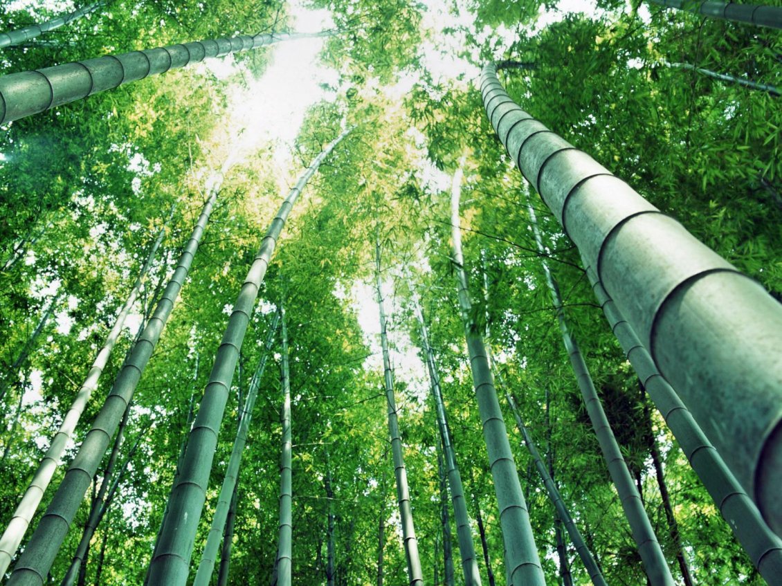 Download Wallpaper Awesome Bamboo Forest