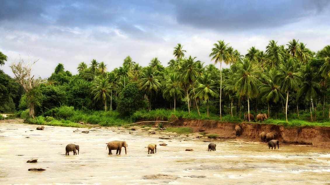 Download Wallpaper Herd of elephants crossing a river