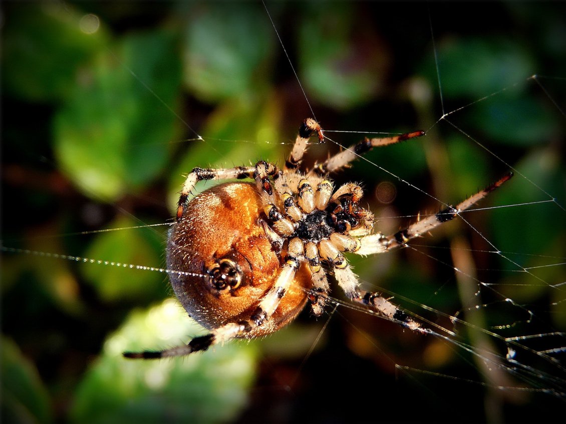 Download Wallpaper Spider who makes his home