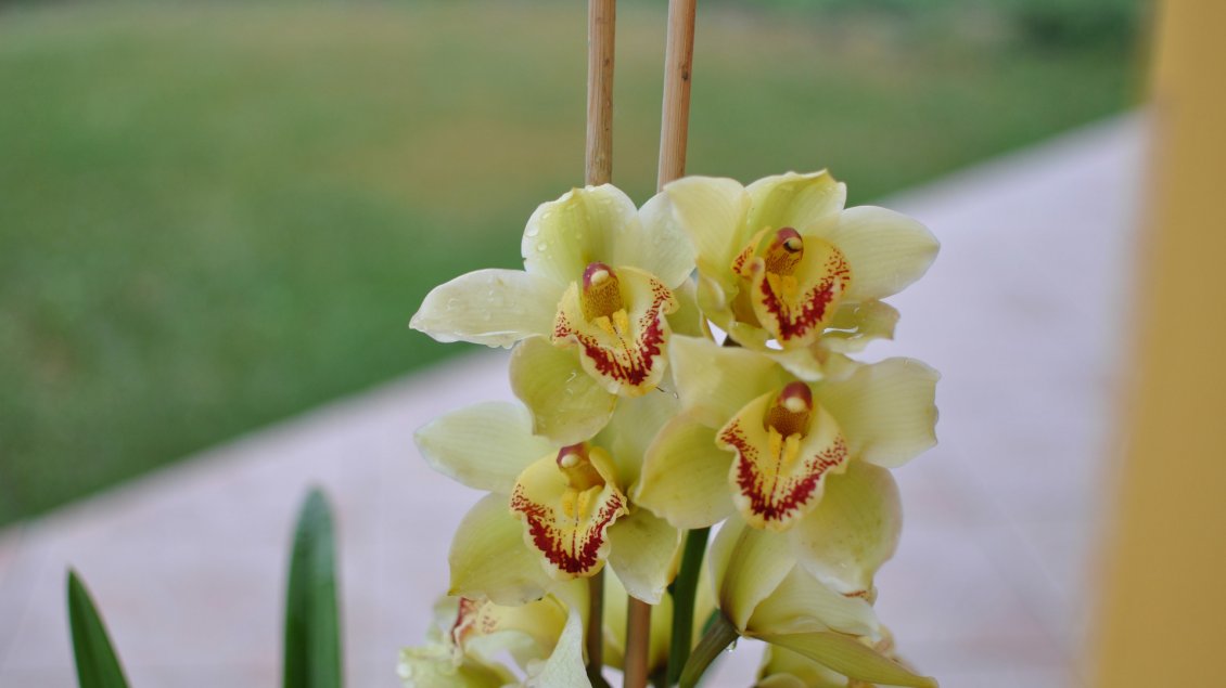 Download Wallpaper Beautiful yellow and red orchids