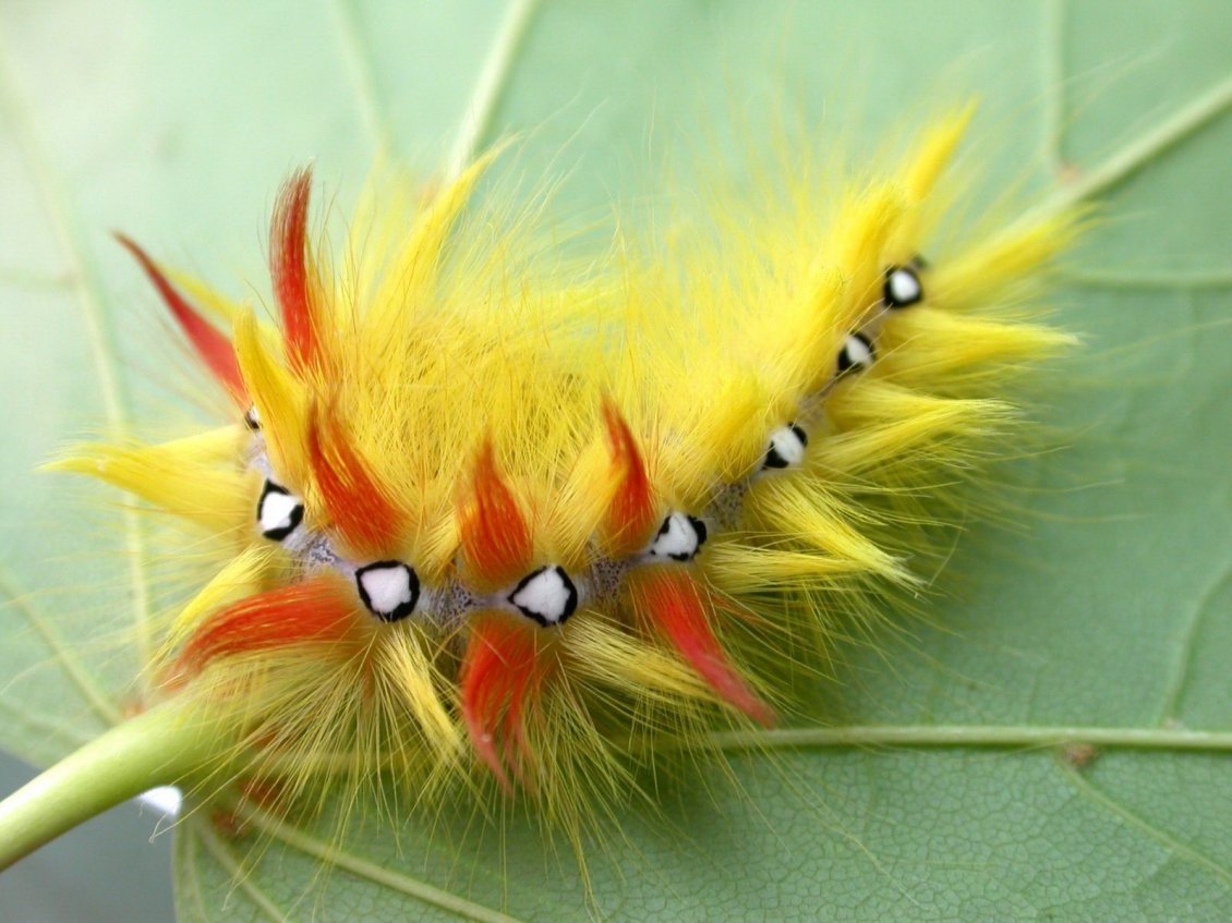 Download Wallpaper Colored caterpillar on a leaf