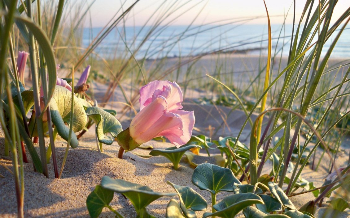 Download Wallpaper Pink flower near the beach in the sand