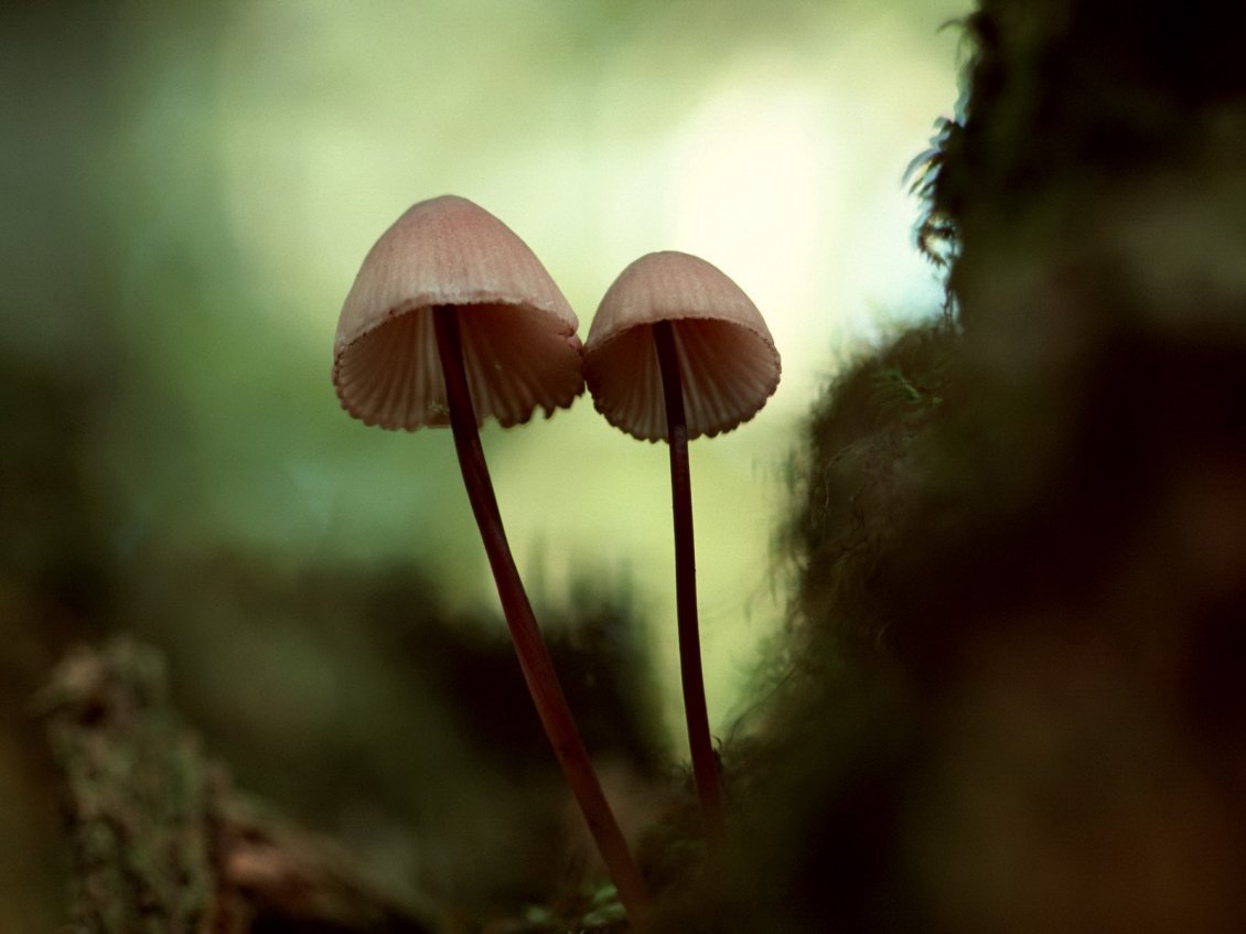 Download Wallpaper Two mushrooms in the forest