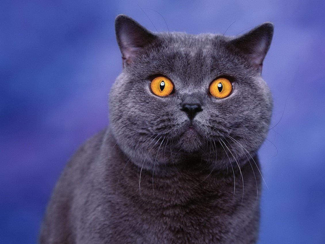 Download Wallpaper Happy british shorthair cat