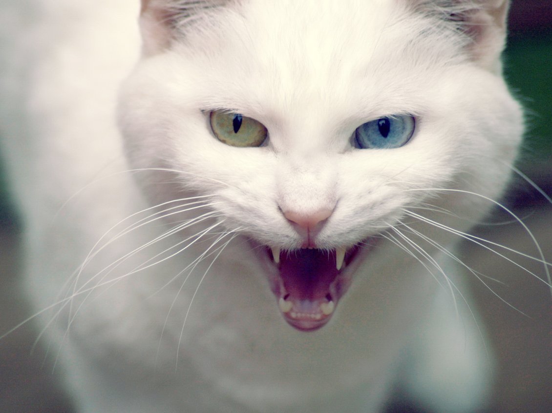 Download Wallpaper Angry White Cat